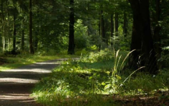 3-Column-green-meetings-forest Reduce CO2 Footprint with Paperless Event